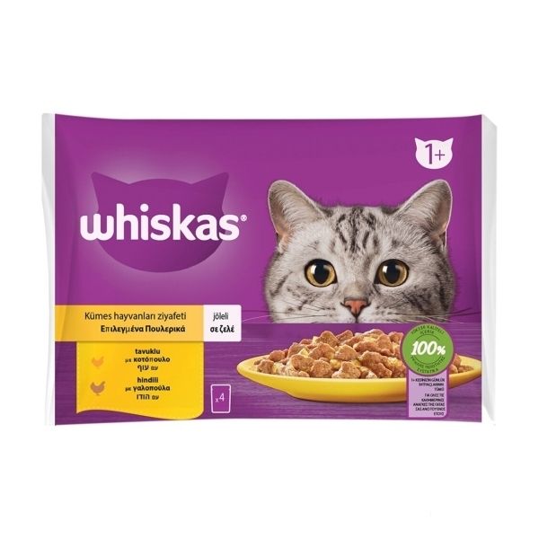 Whiskas Pouch Jöle İçinde Tavuklu ve Hindili Yetişkin Kedi Konservesi 85gr (4'lü)